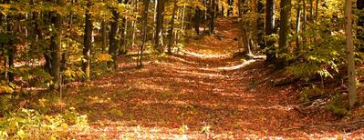 A leaf-covered trail winding through autumn woods.