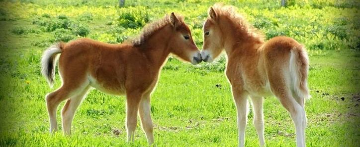 Two young foals nuzzling in a green field at the Ponderosa.