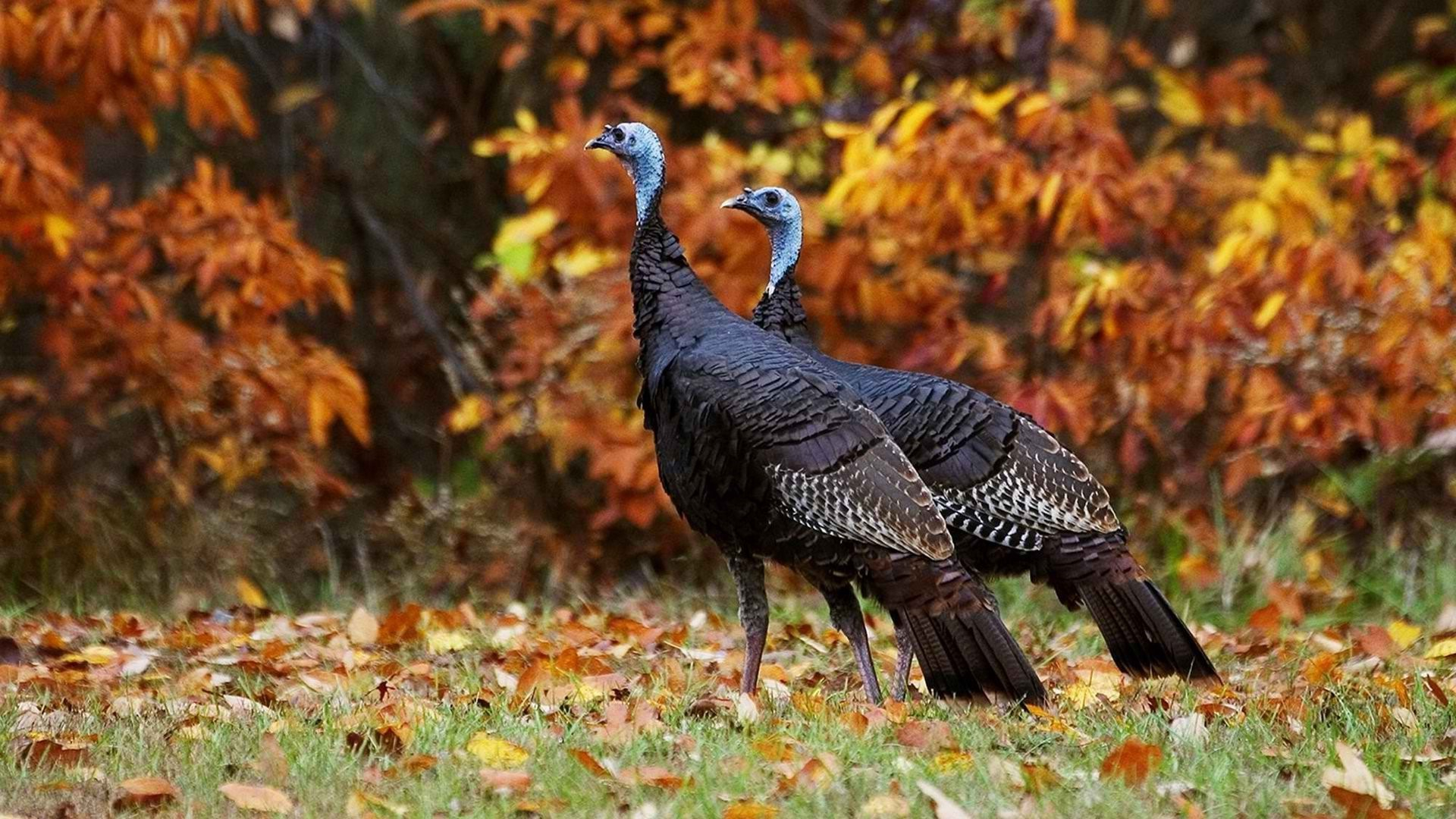 Two wild turkeys in autumn leaves at the Ponderosa.